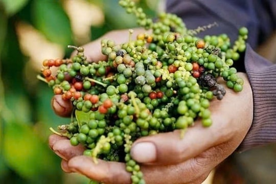 Dự báo giá tiêu ngày 19/3/2025: Người dân tiếp tục găm hàng chờ đỉnh mới?