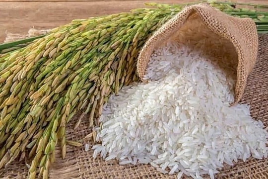 Giá lúa gạo hôm nay 19/3/2025: Lúa OM 5451 tăng, nếp IR 4625 giảm nhẹ