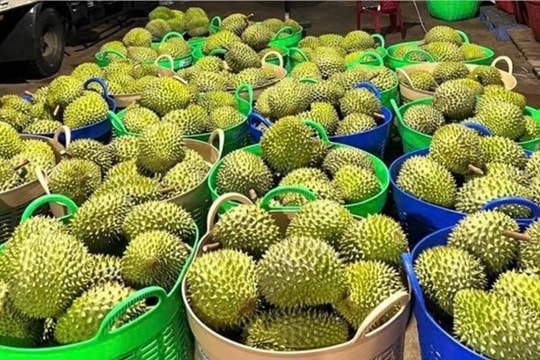Sầu riêng bị kiểm tra nghiêm ngặt, xuất khẩu rau quả sang Trung Quốc giảm mạnh