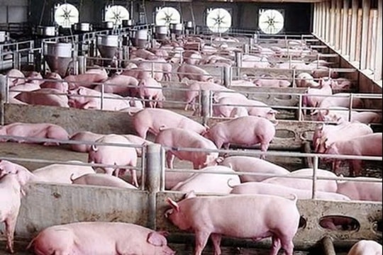 Giá heo hơi hôm nay 20/3/2025: Xu hướng giảm tiếp tục lan rộng trên cả nước