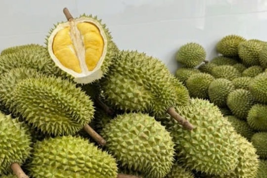 Giá sầu riêng hôm nay 20/3/2025: Thị trường ổn định, giá sầu Thái duy trì trên 170.000 đồng/kg