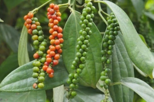 Giá tiêu hôm nay 20/3/2025: Thị trường giảm nhẹ, giá tiêu xuất khẩu tăng