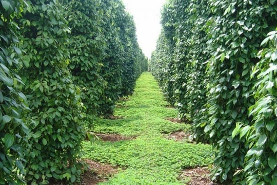 Giá xuất khẩu lên cao nhất 8 năm, mặt hàng này giúp Việt Nam "hái vàng" từ thị trường thế giới