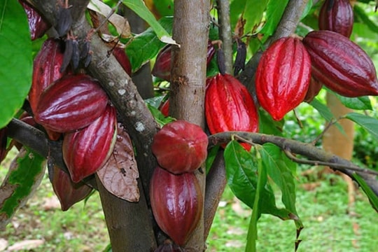 Giá rớt thảm, nhưng loại hạt nông sản này của Việt Nam vẫn được thế giới săn lùng