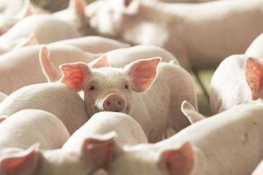 Giá heo hơi hôm nay 21/3/2025: Nhiều tỉnh tiếp tục giảm nhẹ