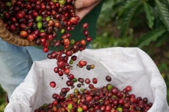 Giá cà phê hôm nay 21/3/2025: Giá trong nước và thế giới đồng loạt tăng