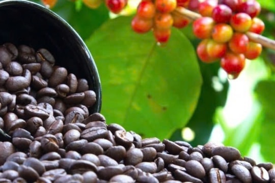 Dự báo giá cà phê ngày 22/3/2025: Giá nội địa sắp lập đỉnh mới?