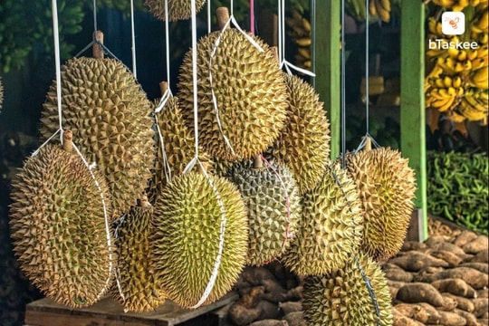 Giá sầu riêng hôm nay 22/3/2025: Thị trường lặng sóng, sầu Đài Đẹp vẫn trên 140.000 đồng/kg