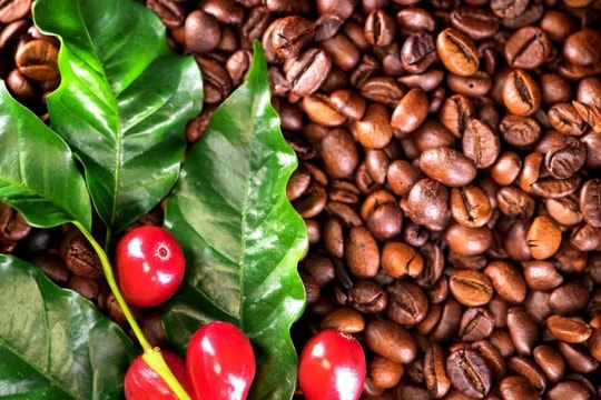 Giá cà phê Robusta tăng mạnh trở lại, Arabica mất động lực