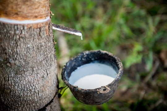 Giá cao su hôm nay 22/3/2025: Nhật Bản – Thái Lan phục hồi, Trung Quốc sụt giảm