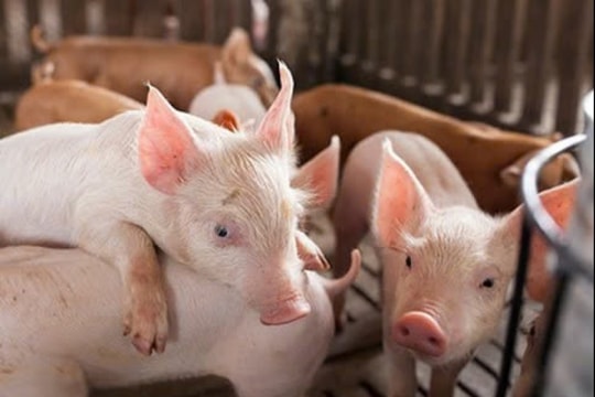 Giá heo hơi hôm nay 23/3/2025: Nhiều tỉnh giảm thêm, miền Bắc và miền Nam tiếp tục đi xuống