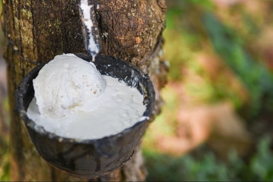 Giá cao su biến động trái chiều trước diễn biến leo thang căng thẳng thương mại toàn cầu