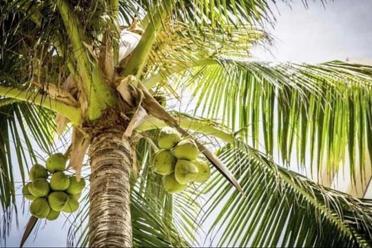 Giá dừa tươi tăng gấp đôi, Trung Quốc tăng mua tạo "cơn sốt" mới trên thị trường