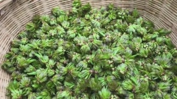 Cây thuốc mọc hoang khắp núi rừng Việt Nam, ra hoa là "hái ra tiền": Việt Nam đang sở hữu nhiều mà ít ai biết