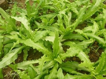 Tưởng chỉ là món ăn kèm, loại rau này lại là "thần dược" sức khỏe giấu mặt trong bữa cơm Việt: Giúp giải nhiệt, làm đẹp và tăng sức đề kháng