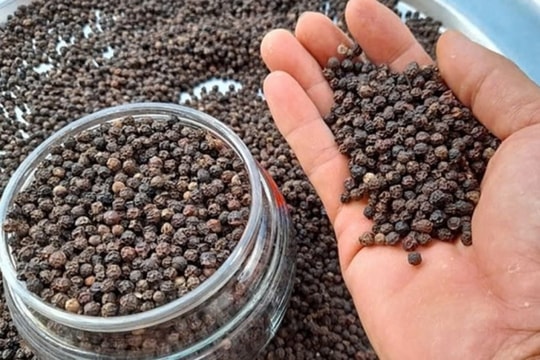 Giá tiêu hôm nay 24/3/2025: Duy trì mức cao, tăng nhẹ tuần qua