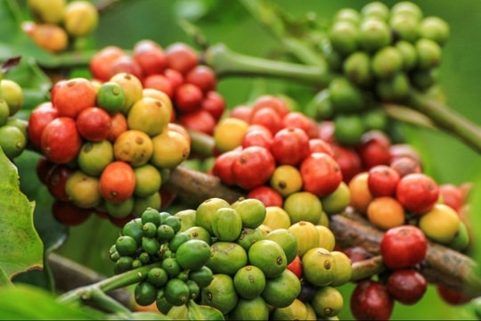 Giá cà phê arabica lập đỉnh khi vùng trồng Brazil đối mặt nguy cơ nghiêm trọng