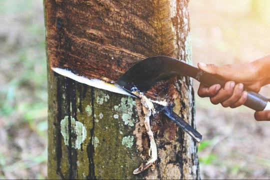 Giá cao su hôm nay 24/3: Trung Quốc và Thái Lan bật tăng đầu tuần, cao su Nhật Bản ảm đạm
