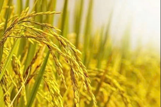 Giá lúa gạo hôm nay 25/3/2025: Lúa OM 5451 giảm nhẹ, giá gạo xuất khẩu phục hồi mạnh