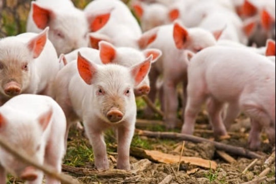 Giá heo hơi hôm nay 25/3/2025: Miền Bắc giảm sâu, miền Trung - Nam tiếp tục hạ nhiệt