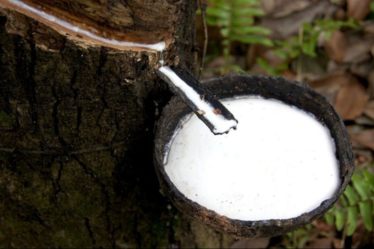 Giá cao su hôm nay 25/3: Robot Trung Quốc vào đồn điền, giá thế giới tiếp tục giằng co