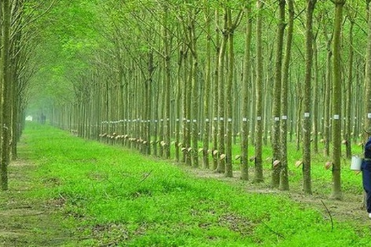 "Rừng cao su" hôm nay xanh ngắt, điểm sắc tím DPR