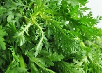 Đông y gọi là "rau an thần", người Nhật coi là "rau dưỡng gan" – Loại rau này xuất hiện đầy trong chợ Việt, giúp sức khỏe dẻo dai, thanh nhiệt cơ thể