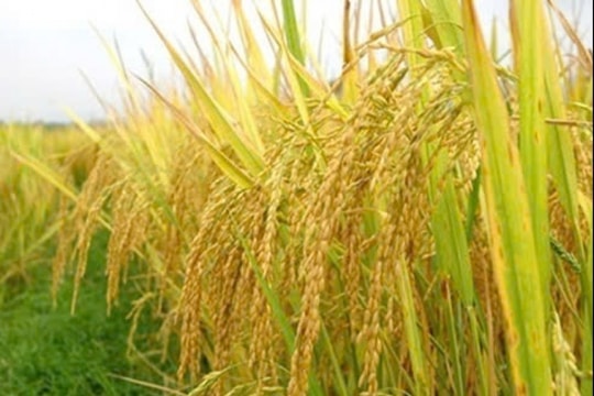 Giá lúa gạo hôm nay 26/3/2024: Gạo nguyên liệu tiếp tục giảm, xuất khẩu tăng giá mạnh