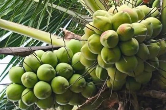 Từ món dân dã miền Tây đến cơn sốt quốc tế: Đặc sản Việt Nam này trở thành tâm điểm xuất khẩu châu Á