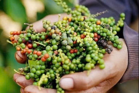 Giá tiêu hôm nay 27/3/2025: Bất ngờ tăng mạnh 3.000 đồng/kg trên diện rộng