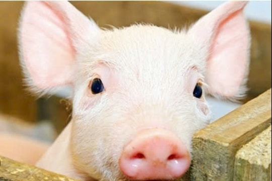 Giá heo hơi hôm nay 27/3/2025: Thị trường Miền Bắc chạm đáy, nhiều địa phương tiếp tục giảm