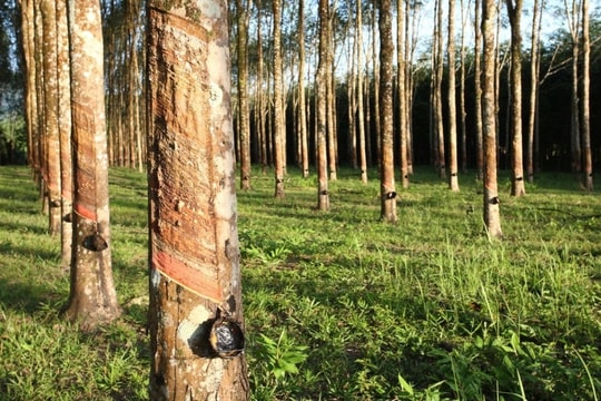 Giá cao su hôm nay 27/3/2025: Quay đầu giảm tại Trung Quốc, Thái Lan và Nhật Bản tiếp tục tăng nhẹ