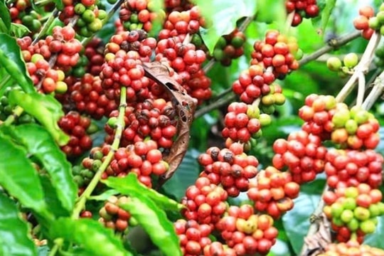 Dự báo giá cà phê ngày 28/3/2025: Giá trong nước sắp thiết lập kỷ lục mới?