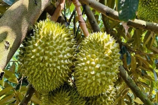 Giá sầu riêng hôm nay 28/3/2025: Duy trì đỉnh 180.000 đồng/kg