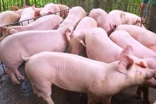 Giá heo hơi hôm nay 28/3/2025: Miền Bắc giảm sâu còn 66.000 đồng/kg, cả nước đồng loạt hạ giá