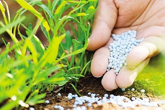 Giá phân bón hôm nay 28/3: Nhiều loại phân tăng giá, urê và kali Cà Mau tiếp tục leo thang