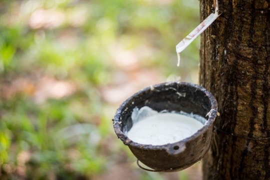 Giá cao su hôm nay 29/3/2025: Đồng loạt lao dốc trên các sàn giao dịch