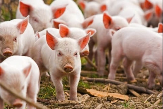 Giá heo hơi hôm nay 30/3/2025: Miền Bắc tiếp tục giảm sâu, miền Trung và Nam chững giá