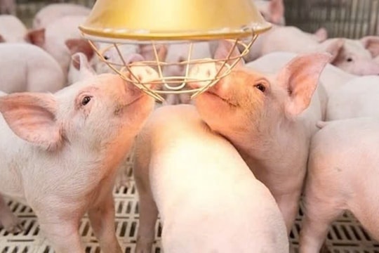 Dự báo giá heo hơi ngày 31/3/2025: Dư cung, sức mua yếu, giá sẽ còn "rớt thảm"?
