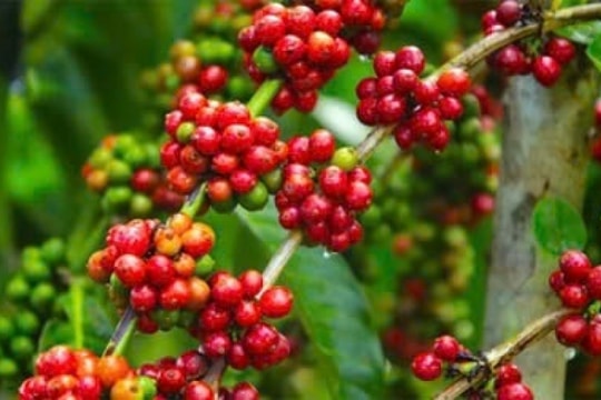 Dự báo giá cà phê hôm nay 31/3/2025: Trong nước "quay xe", dấu hiệu phục hồi sau chuỗi ngày giảm giá?