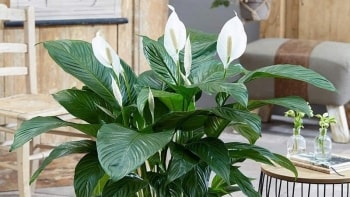 5 "chiến thần xanh" trong nhà vừa lọc khí độc, hút tài lộc lại mang may mắn