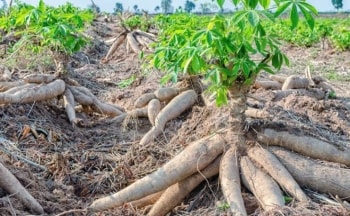 Giá rớt sâu chưa từng có, một loại nông sản 1kg chưa mua nổi nửa cốc trà đá