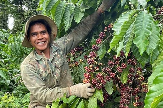 Tin cổ tức làm nức lòng cổ đông VCF, cổ phiếu cũng liên tiếp tím trần