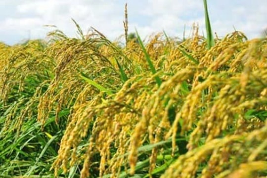 Giá lúa gạo hôm nay 31/3/2025: Thị trường đi ngang, gạo xuất khẩu giữ đà tăng nhẹ