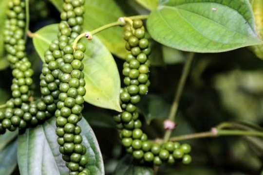 Giá tiêu hôm nay 31/3/2025: Thị trường ổn định, giá neo ở mức cao do nguồn cung hạn chế