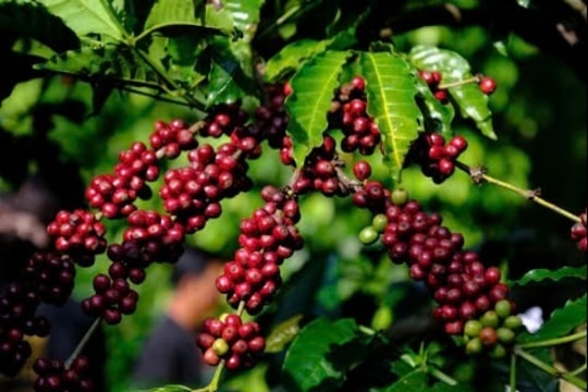 Giá cà phê hôm nay 31/3/2025: Thị trường thăm dò, giá đi ngang, nông dân vẫn găm hàng