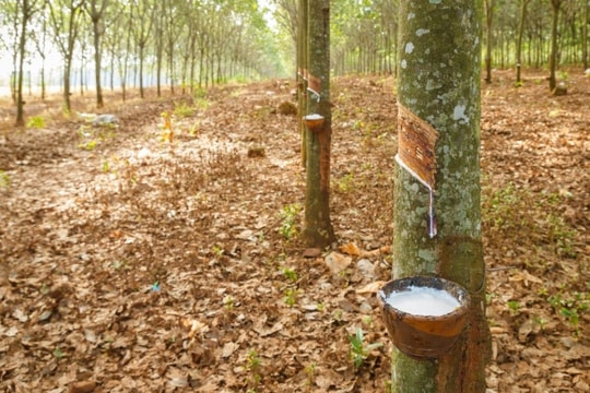Giá cao su hôm nay 31/3/2025: Bật tăng trước diễn biến xấu ở Thái Lan