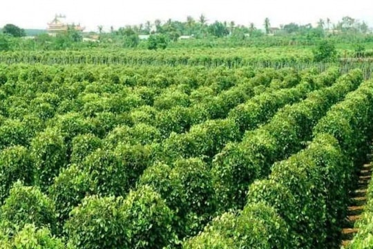 "Vàng đen" trở lại: Giá nông sản này tăng cao nhất 9 năm, nông dân Tây Nguyên trúng lớn