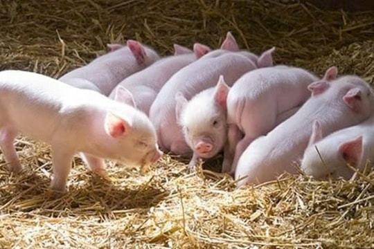 Dự báo giá heo hơi ngày 1/4/2025: Kỳ vọng phục hồi hay tiếp tục dò đáy?