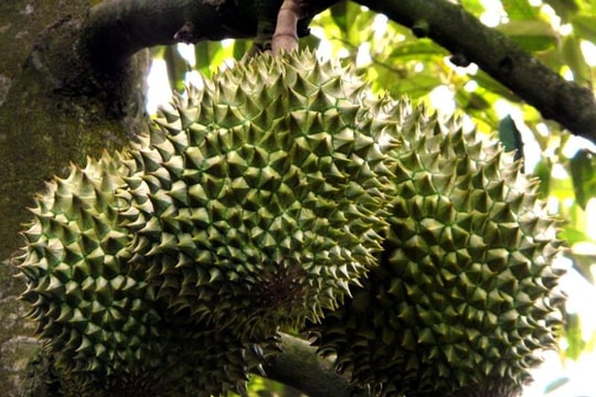 Giá sầu riêng hôm nay 1/4/2025: Sầu Thái VIP chạm mốc 135.000 đồng/kg